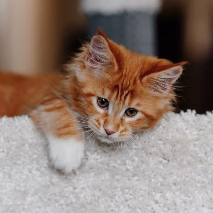 red maine coon kitten playing